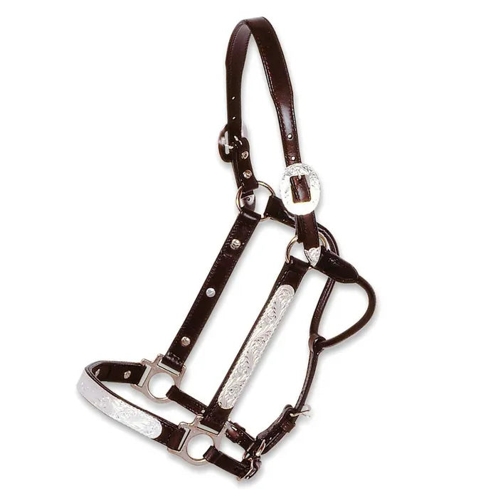 Haltering a Horse - Large Animal Clinical Skills